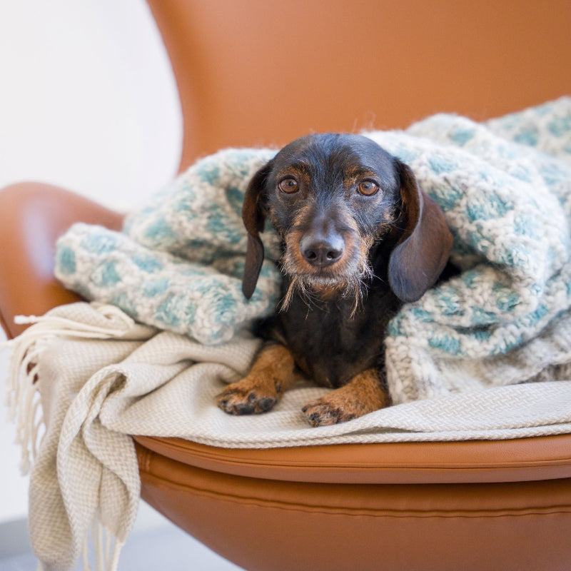 Lana Grossa Meilenweit Merino Extrafine 100 g ylellisen pehmeä sukkalanka mäyrkoirakin tykkää
